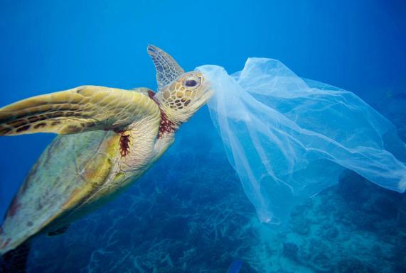 Consejos para cuidar de nuestros mares